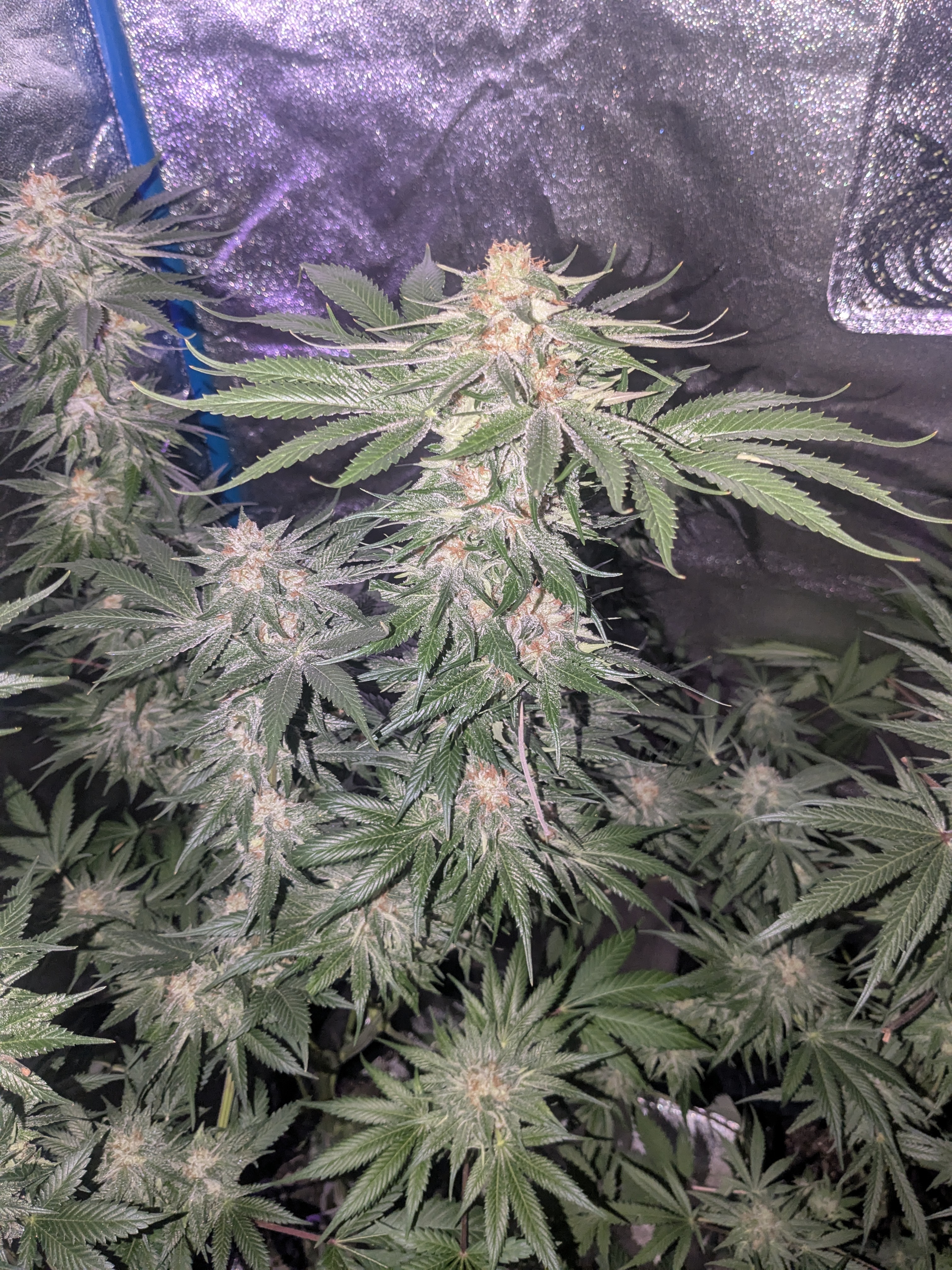 Lemon Triple-Six Seeds | J Diesel NY